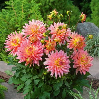 DAHLIA EXTASE - 2 BULBES