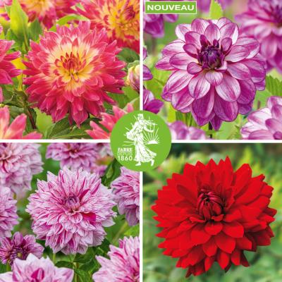 OFFRE DAHLIAS DECORATIFS - 4 BULBES