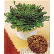 ROSE DE JERICHO - X1