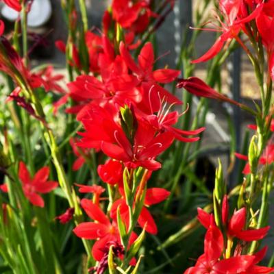 LIS DES CAFRES - Schizostylis coccinea -3 GODETS