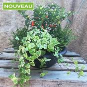 COUPE AUTOMNALE PRÊTE À PLANTER