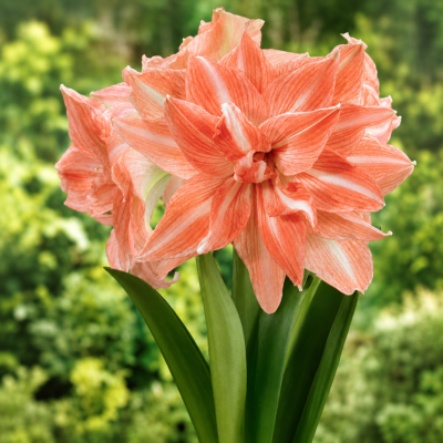 AMARYLLIS LADY JANE - LE BULBE