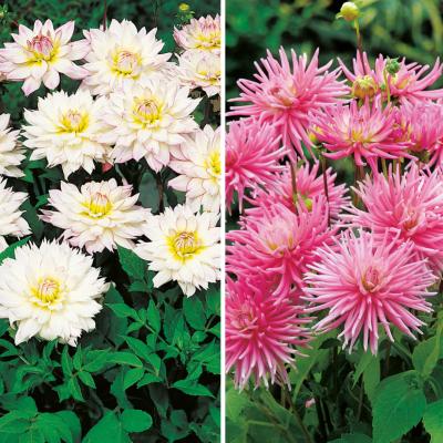 OFFRE SPECIALE 4 DAHLIAS BUISSONS CACTUS