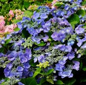 HORTENSIA MACROPHYLLA BLAUMEISE