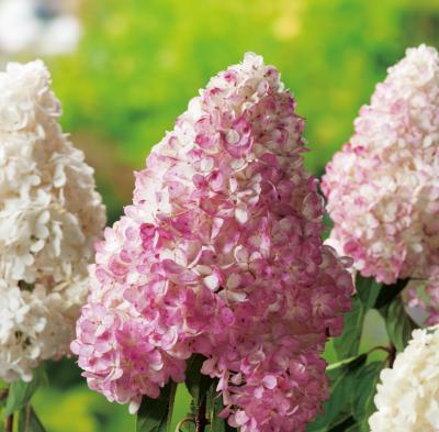 LOT HORTENSIAS VANILLE FRAISE  -R- RENHY - LOT DE 2 GODETS