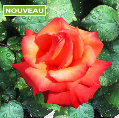 ROSIER BUISSON CHRISTOPHE COLOMB ® MEIONSSE - LE ROSIER