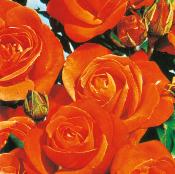 ROSIER ORANGE SENSATION - LE ROSIER