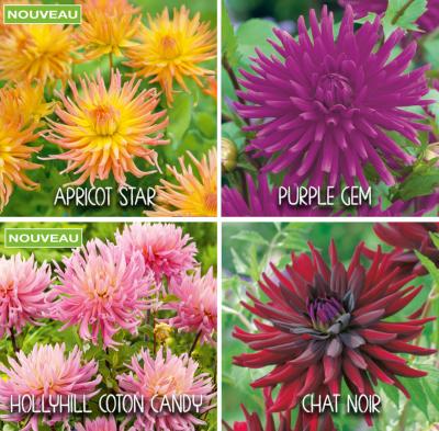 OFFRE SPECIALE DAHLIAS CACTUS - 4 BULBES