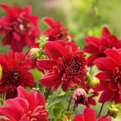 DAHLIA INCA - 1 BULBE