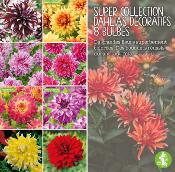 SUPER COLLECTION DAHLIAS DECORATIFS - 8 BULBES