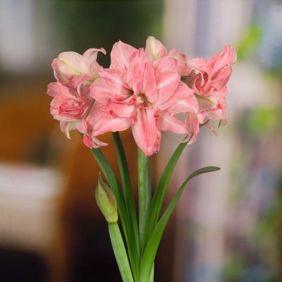 AMARYLLIS LADY JANE - LE BULBE