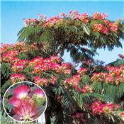 ALBIZIA OMBRELLA  r BOUBRI- LE GODET