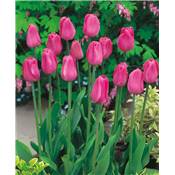 TULIPE DON QUICHOTTE - 10 BULBES