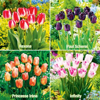 OFFRE SPECIALE 40 TULIPES