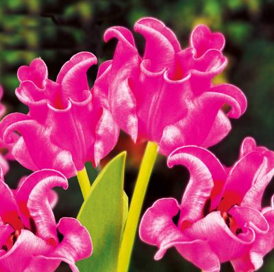 TULIPE DUO DENTELLES - 20 BULBES