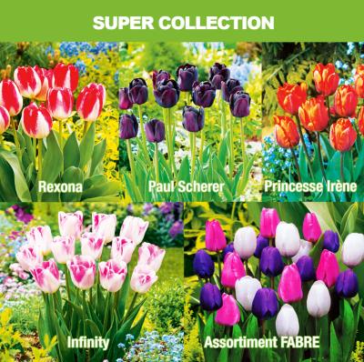COLLECTION 70 TULIPES