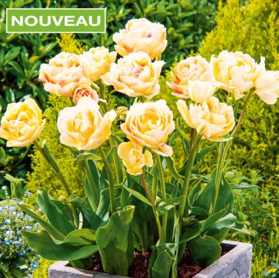 OFFRE 10 TULIPES CHARMING LADY