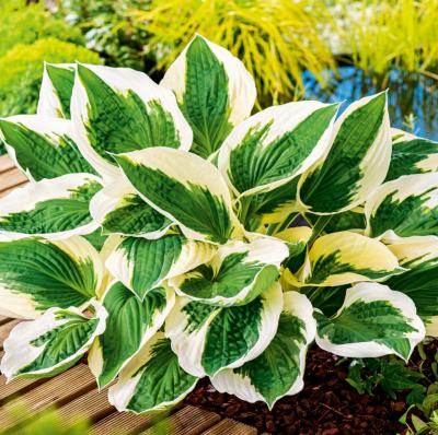 HOSTAS PATRIOT - 2 GODETS