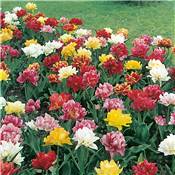 MELANGE TULIPES DOUBLES HATIVES - 20 BULBES