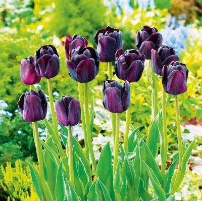 TULIPE PAUL SCHERER - 10 BULBES