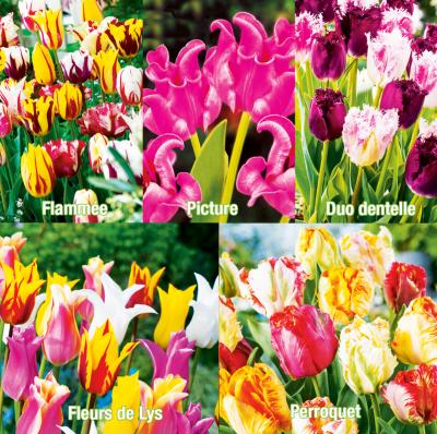 COLLECTION 50 TULIPES