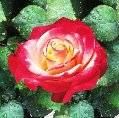 ROSIER BUISSON DOUBLE DELIGHT ® AMSTRONG - LE ROSIER