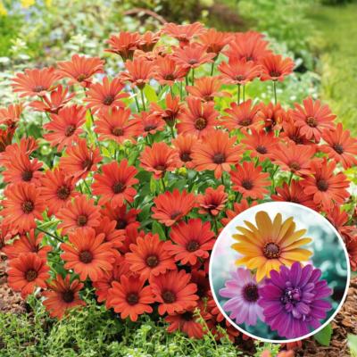 OSTEOSPERMUM - 3 PLANTES EN GODET