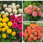 OFFRE DAHLIAS BUISSONS DECORATIFS  - 10 BULBES