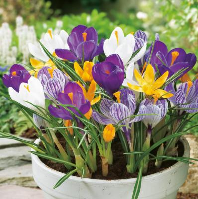 CADEAU 15 BULBES DE CROCUS