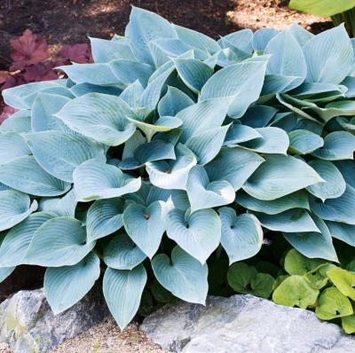 HOSTAS HALCYON - 2 GODETS