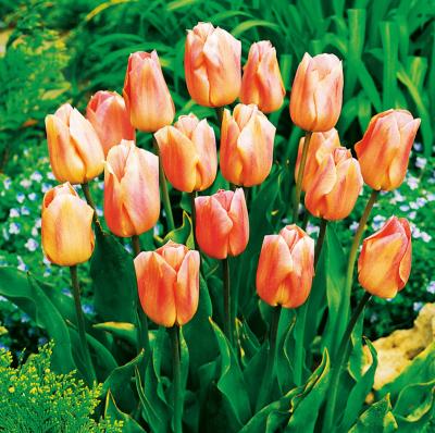 TULIPE APRICOT BEAUTY - 10 BULBES