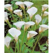 ARUM (CALLA) BLANC 1 BULBE