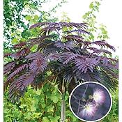 ALBIZIA JULIBRISSIN SUMMER CHOCOLATE - LE GODET