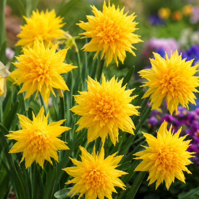 NARCISSE RIP VAN WINKLE - LES 10 BULBES