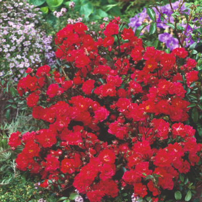 RUBY RUBY - LE ROSIER