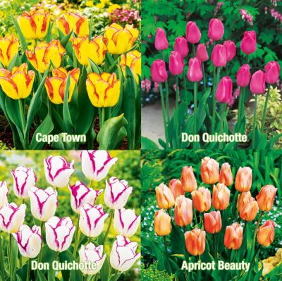 OFFRE SPECIALE 40 TULIPES