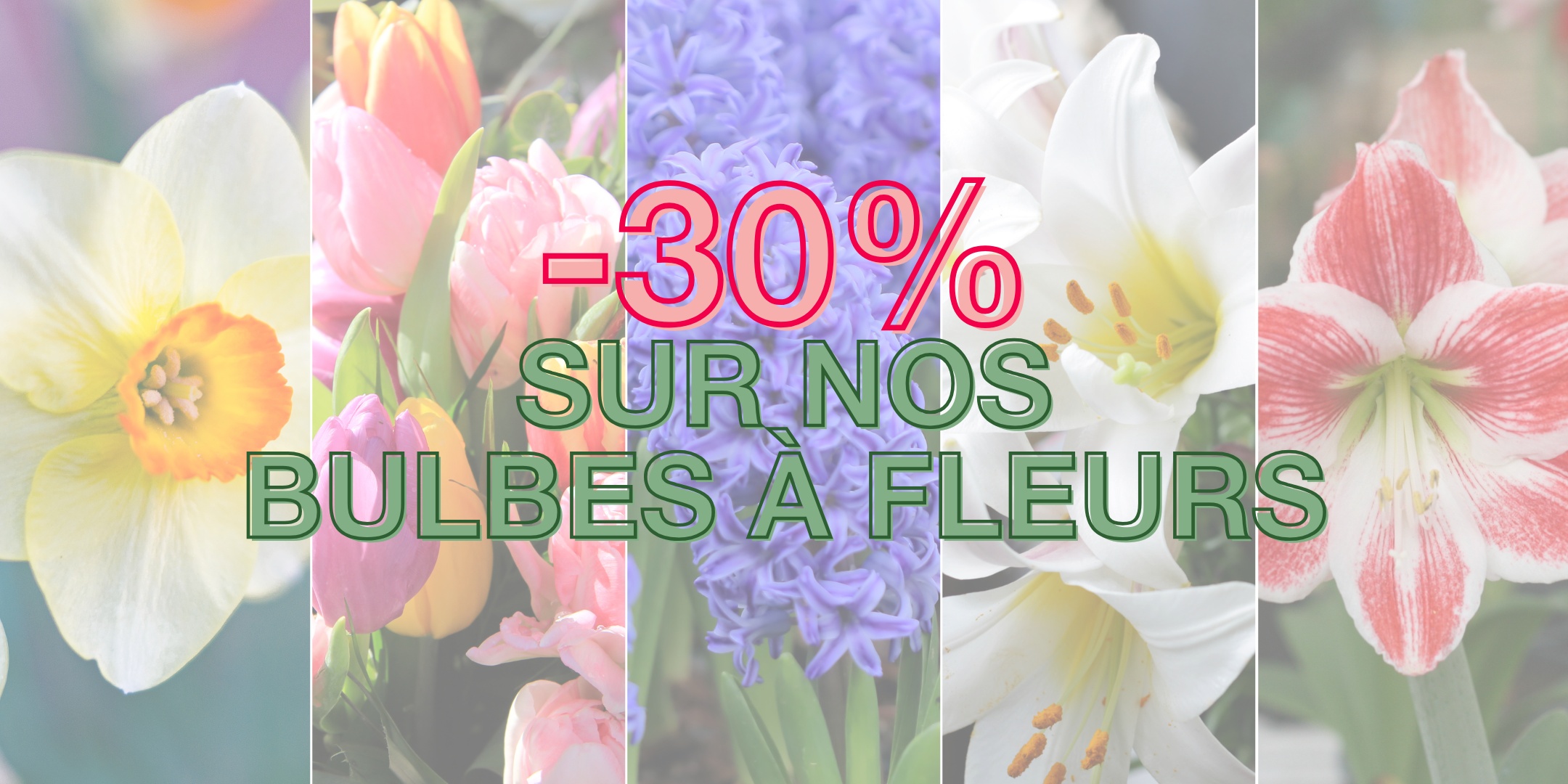 -30% Sur nos bulbes  fleurs